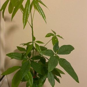 Meet your Posher, Steve